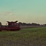 DSC08880 150x150 Żniwa 2017: Kombajny Case IH 8230 Axial Flow w rzepaku   FOTO