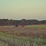 DSC08900 150x150 Żniwa 2017: Kombajny Case IH 8230 Axial Flow w rzepaku   FOTO