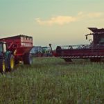 DSC08917 150x150 Żniwa 2017: Kombajny Case IH 8230 Axial Flow w rzepaku   FOTO