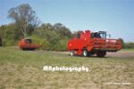 IS 122835318 822196261931187 5111075465605011958 n 150x100 Dwa kombajny Bizon Gigant Z083 w zbiorze słonecznika   FOTORELACJA