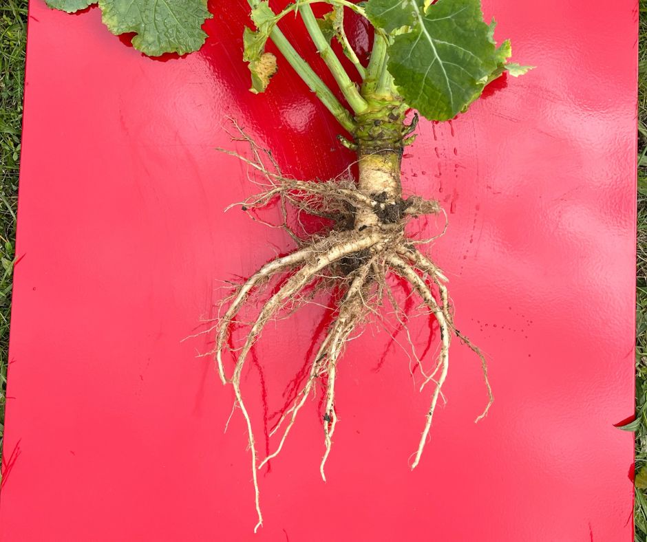 Tiefe 10 cm Rozwój korzeni rzepaku w zależności od intensywności uprawy gleby