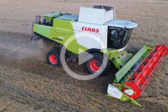 Claas Lexion 750 zniwa 2024 film 240x160 Żniwa 2024   Duet CLAAS LEXION 540 w rzepaku