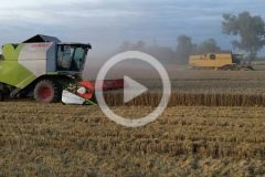 Claas Tucano New Holland TX zniwa 2024 film 240x160 New Holland TX66 i CX8080 – żniwa 2024 w GR Markowo