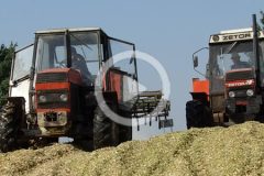 Kukurydza na kiszonke Ursus Zetor 2024 film 240x160 Żniwa 2024 w Kom Rol Kobylniki, Claas Lexion 480 i Ursusy w jęczmieniu   GR Głębokie