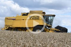 New Holland TX66 CX8080 zniwa GR Markowol 2024 film 2 240x160 New Holland T6090 z kombajnem Ropa Keiler I   zbiory marchewki na Kujawach