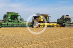 Agrade Jacewo zniwa 2024 film 240x160 New Holland TX66 i CX8080 – żniwa 2024 w GR Markowo