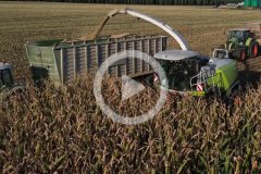 Claas Jaguar 950 Axion Fendt kukurydza 2024 film 240x160 Ursusy i Claas Jaguar vs. 1000 ha kukurydzy na kiszonkę! Kom Rol Kobylniki 2024